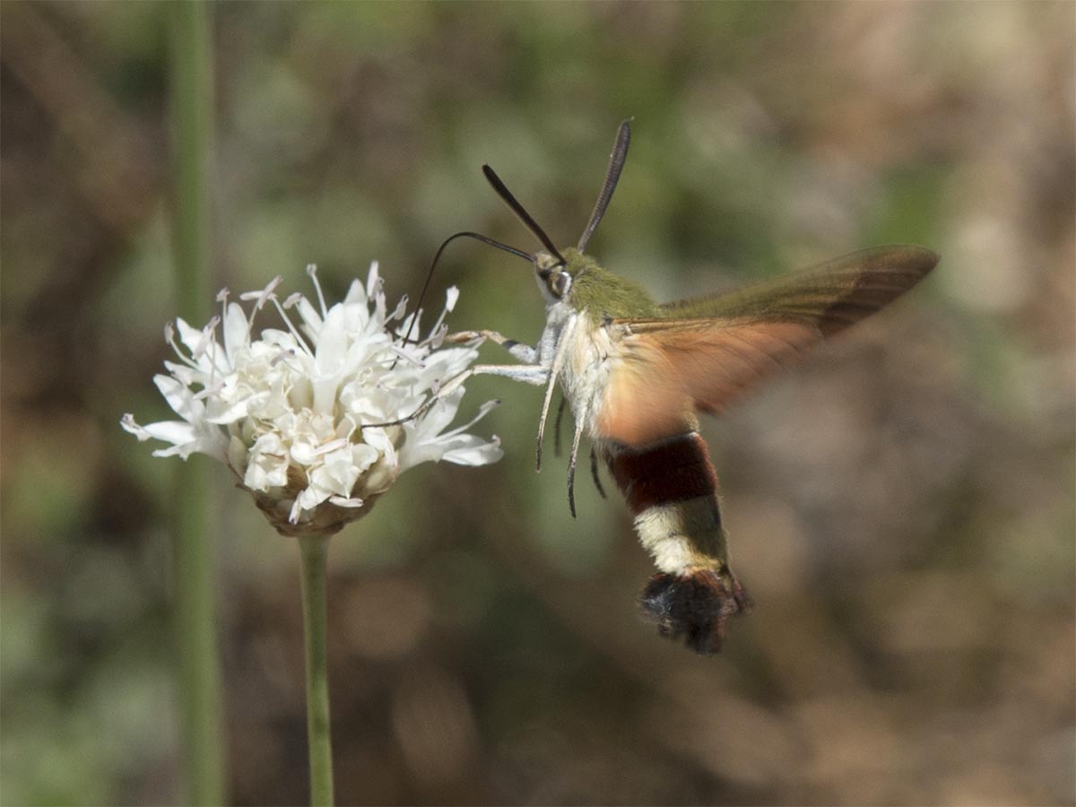 Hemaris croatica